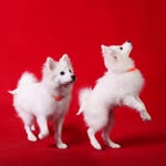 Daisy&vicky - @daisyjapanesespitz - Instagram