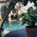 Yellow Daisy Villa Hoi An - Facebook