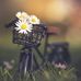 Daisy Vu - Facebook