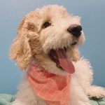 Daisy Vu - @daisy_d_doodle - Instagram