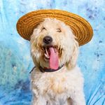 Daisy Waggoner - @dog_dais - Instagram