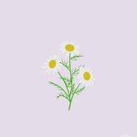 @daisy__wallpapers - Instagram