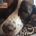 Daisy Wiggle Butt Wall - @daisy_wall - Instagram