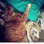 Daisy Wallace - @daisy_fat_tiger - Instagram