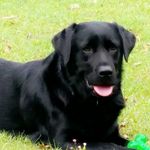 Daisy Wallace - @daisydoodoo_the_labrador - Instagram