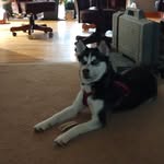 Daisy walsh - @huskydaisy174 - Instagram