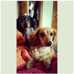 Daisy & Walter - @daisy_and_walter - Instagram