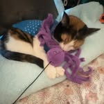 daisy! - @daisywaltercat - Instagram