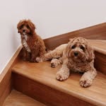 Walter & Daisy - @lifewithwalteranddaisy - Instagram