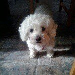 daisy way - @daisy_the_cute_bichon - Instagram
