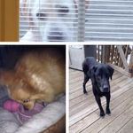 Daisy 16 Weeks Carly 1 Ella 5 - @daisycarlyella - Instagram