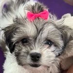 Daisy Charlie Weeks - @weeksofdaisycharlie - Instagram