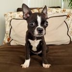 Daisy Weeks - @daisyweeksthedog - Instagram