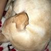 Morganartbee - @daisycutey13weeks - TikTok
