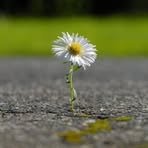 Daisy Weingart - Facebook