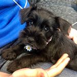 Daisy Poppy Puppy Weir - @daisypoppypuppy - Instagram