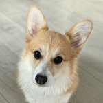 ❤️ДЕЙЗИ❤️ - @_daisy_welsh_corgi_ - Instagram