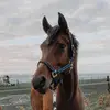 Daisy <3 - @daisy_the.welsh - TikTok