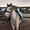 Daisy <3 - @daisy.thewelsh - TikTok