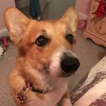 Daisy - @daisy.the.welsh.corgi - Instagram