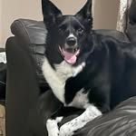 Daisy - @daisy_welsh_border_collie - Instagram