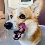 Daisy - @daisy_welsh_corgi - Instagram