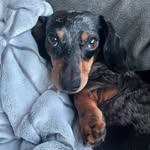🌼Daisy “Lil Ween” Welsh🌼 - @daisy_thedoxie_ - Instagram