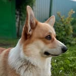 Daisy The Corgi - @daisy.welsh.corgi - Instagram