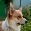 Daisy The Corgi - @daisy.welsh.corgi - TikTok
