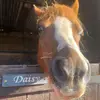 Daisy_the_welsh a - @daisy_the_welsh.a - TikTok