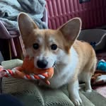 Daisy the Welsh Corgi - @daisy_thewelshcorgi18 - Instagram