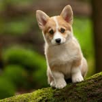 Daisy the Welsh Corgi - @welsh_corgi_daisy - Instagram