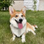 🌼Daisy🌼 Welsh Corgi Pembroke - @daisythelittlecorgii - Instagram