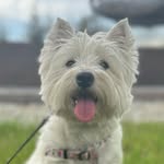 DAISY- West Highland White Terrier - @daisy_west_ - Instagram