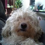 Daisy West - @daisydoocockapoo - Instagram