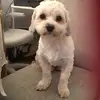 daisy:) - @daisywhitmore05 - TikTok