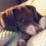 Daisy Whitmore - @daisy.the.best.beagle - Instagram