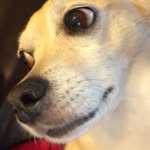 PUTTIS (DAISY) WILCOX - @puttisforever - Instagram