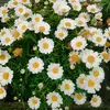 daisy wild - @azura.blue - TikTok