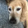 daisywild - @daisylove123456789 - TikTok