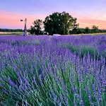 Wild Daisy Farm - @wilddaisyfarm - Instagram