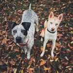 Daisy-Mae and Wiley - @daisy.and.wiley - Instagram