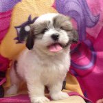 Daisy Sok-Wiley - @mylifeasdaisy_ - Instagram