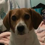 Daisymae🐶🐶🐶 - @daisy.willard - Instagram