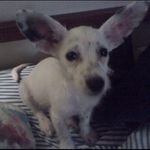 Daisy Williamson - @doggyfaceinsta - Instagram