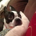 Daisy May Willingham - @daisythebostonn - Instagram