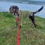 Daisy the labradoodle - @daisy_windle - Instagram