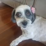 Daisy_the_Spaltese - @daisywindow - Instagram