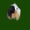 daisywind1 - @daisywind1 - TikTok