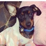 Daisy Winn - @daisythedachress - Instagram